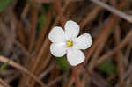 dwarf sundew